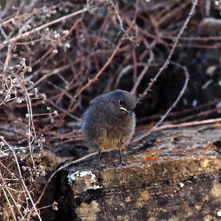 Hétvégi ház Estarrun